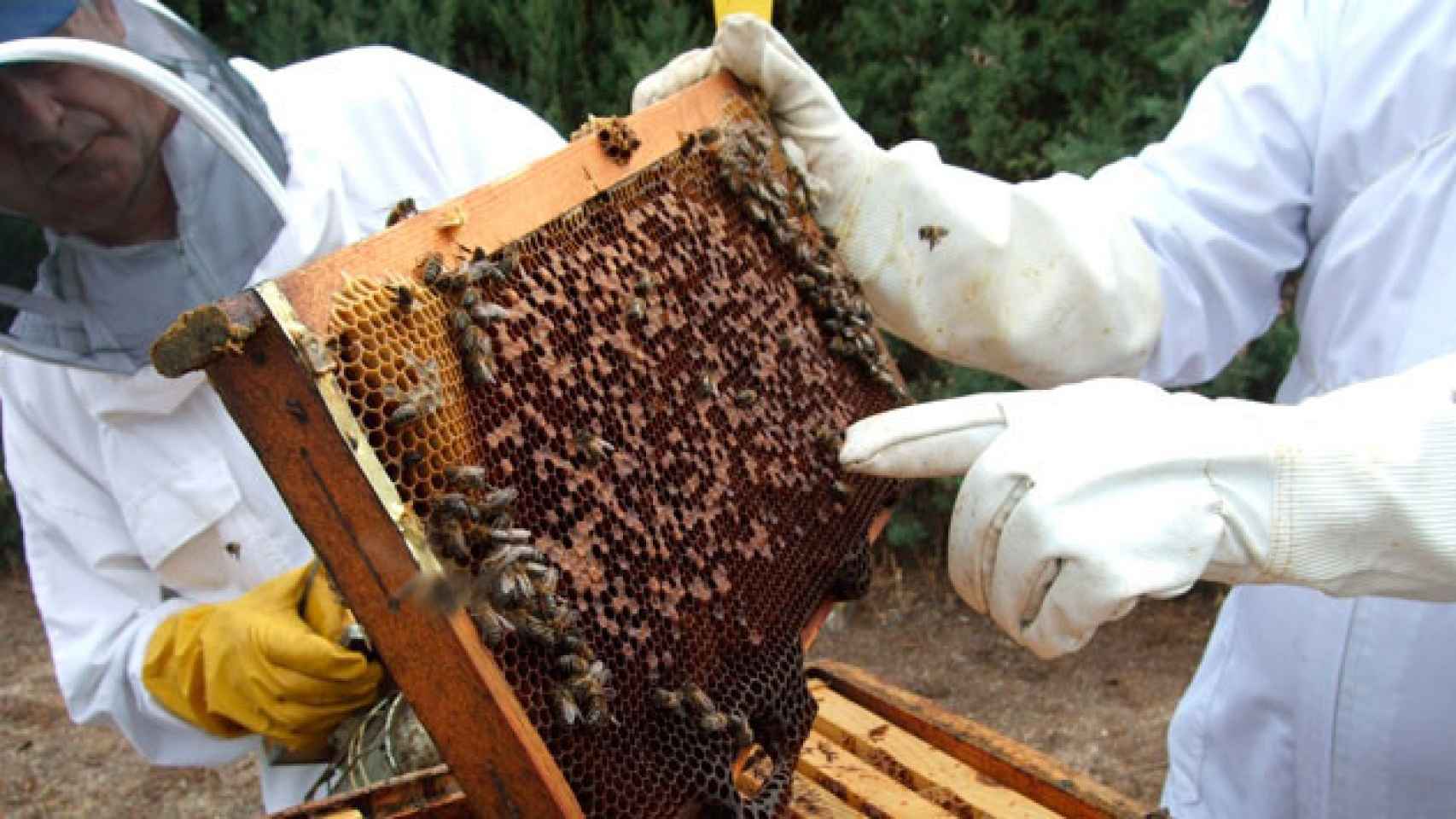 Dos apicultores ante un enjambre de abejas / EUROPA PRESS