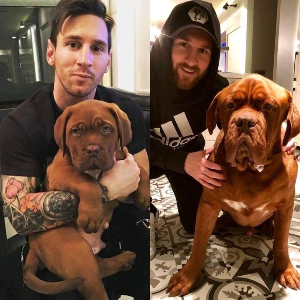 Messi con su perro Hulk / Redes