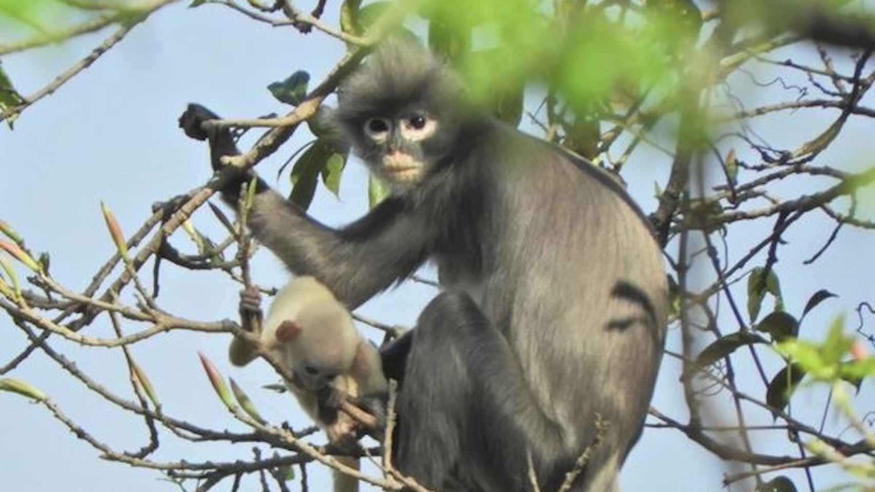 Un primate en peligro de extinción / EP