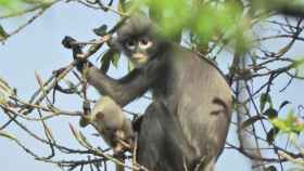 Un primate en peligro de extinción / EP