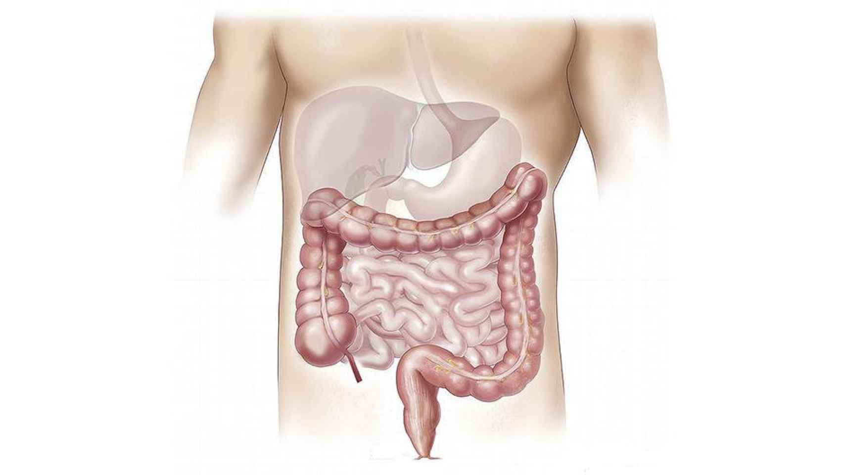 Intestinos, lugar al que afecta la enfermedad de Crohn / PIXABAY