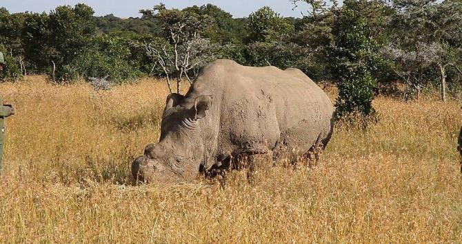 Rinoceronte blanco del norte en su hábitat natural / CREATIVE COMMONS