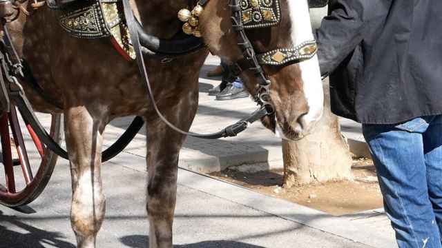 Un caballo aparentemente echando espuma por la boca durante el desfile de Els Tres Tombs de Terrassa (Barcelona) el pasado domingo / PACMA