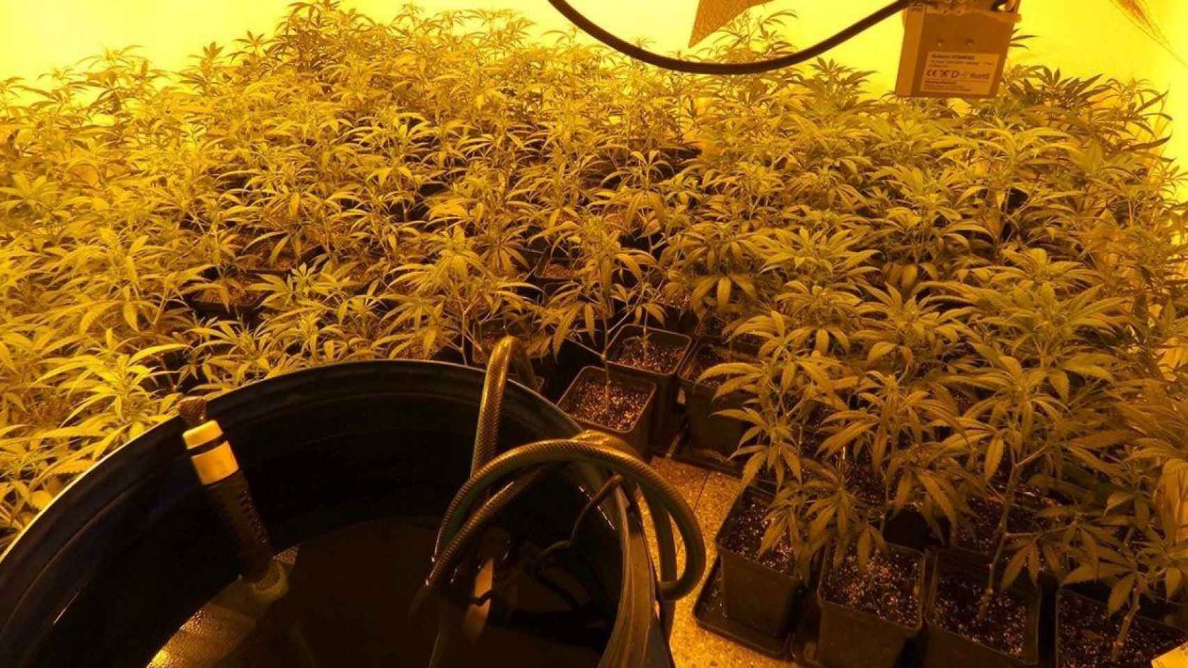 Una de las plantaciones de marihuana que el detenido tenía en un piso de Terrassa / MOSSOS