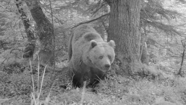 Un oso visto en la Vall d'Aran / EP