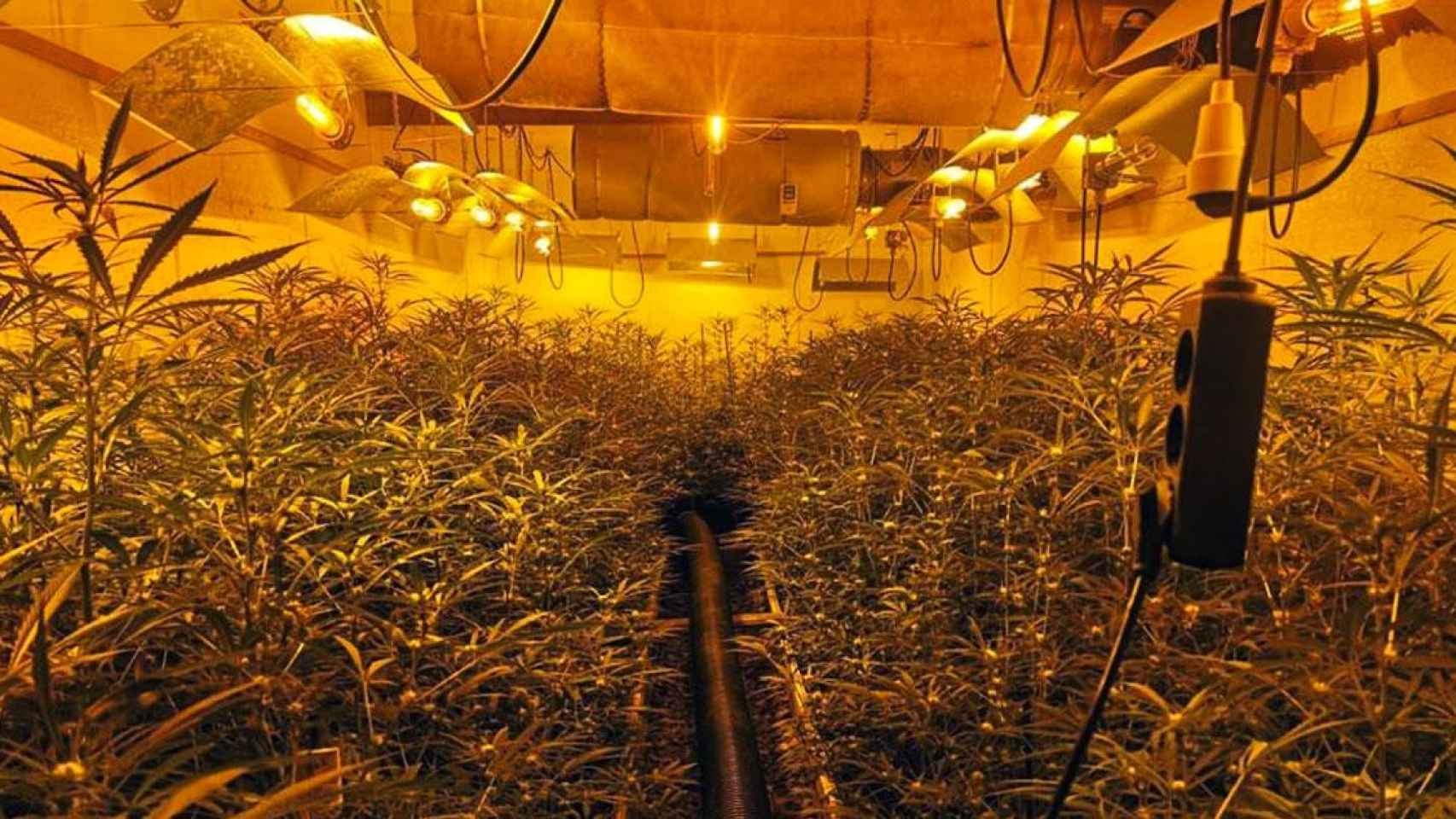 Una plantación de marihuana desarticulada / GUARDIA CIVIL