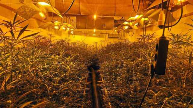 Una plantación de marihuana desarticulada / GUARDIA CIVIL