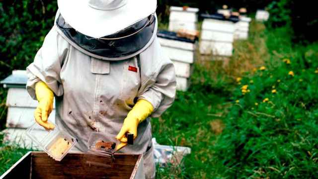 Un apicultor manipulando colmenas para extraer miel / PIXABAY