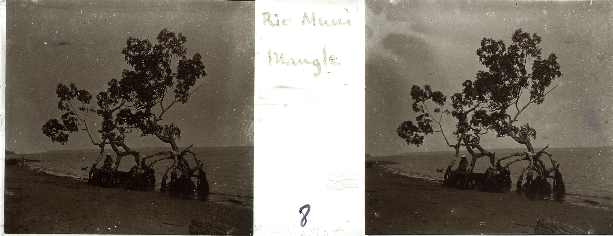 Mangle en el río Muni (Guinea Continental),1912 Patrimonio Nacional / ARCHIVO GENERAL DE PALACIO