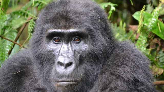 Uno de los gorilas de la miniserie de la BBC-PBS 'Spy in the Wild 2'