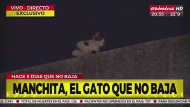 Un gato atrapado en un tejado, un fenómeno en redes sociales / TWITTER