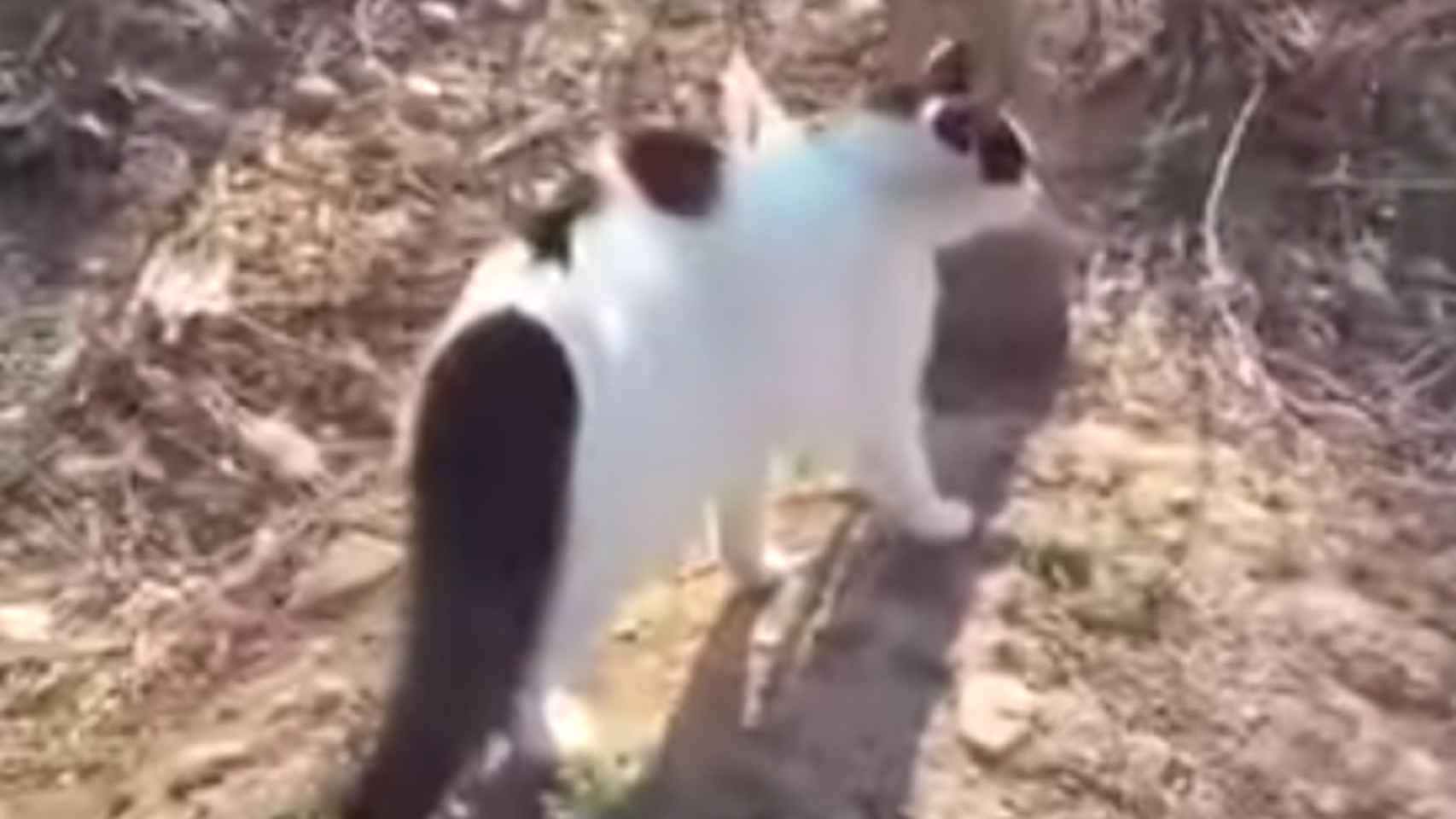 Una captura de pantalla de uno de los gatos antes de atacar al perro