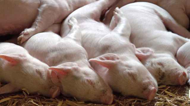 Un grupo de cerdos, dormidos sobre el suelo / CG