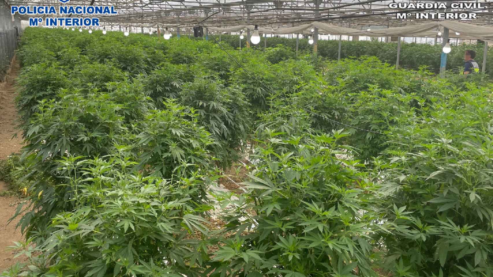 El mayor cultivo de marihuana de España en el que los agentes se han incautado de siete toneladas de droga / GUARDIA CIVIL