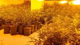 Detenidos dos hombres como responsables de tres cultivos de marihuana / MOSSOS D'ESQUADRA