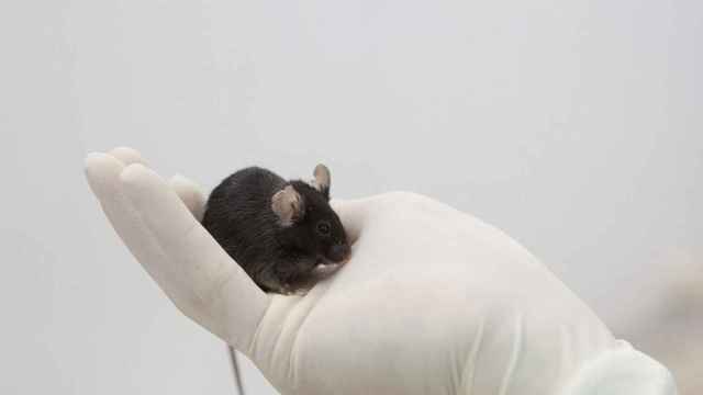 Fotografía de archivo de un ratón similar a los que estudia el consorcio CBIG / EP