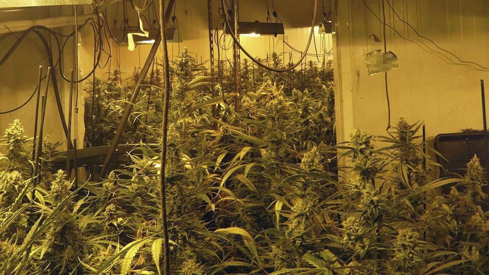 Imagen de una plantación interior de marihuana / MOSSOS