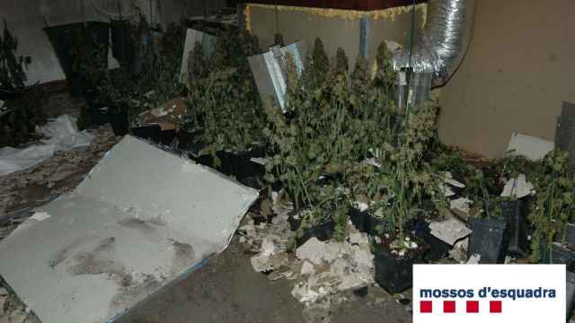 Imagen de la plantación indoor de marihuana en Santa Eulàlia de Ronçana / MOSSOS D'ESQUADRA