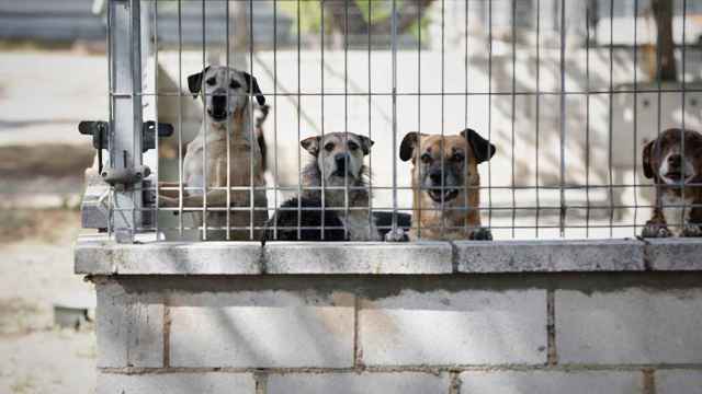 Cinco perros sin dueño miran a través de una verja / EUROPA PRESS
