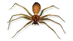 Imagen de archivo de una araña violinista, un ejemplar peligroso natural de América pero que se encuentra en España / CG