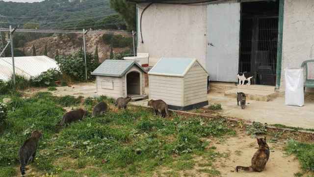 Refugio felino de Canet de Mar del que el ayuntamiento se quiere desprender / MARIA PANADES