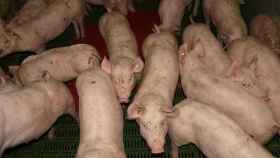 Un grupo de cerdos de una granja porcina / CG