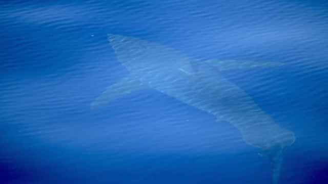 Una foto del tiburón blanco avistado en la isla balear de Cabrera / ALNITAK