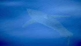 Una foto del tiburón blanco avistado en la isla balear de Cabrera / ALNITAK