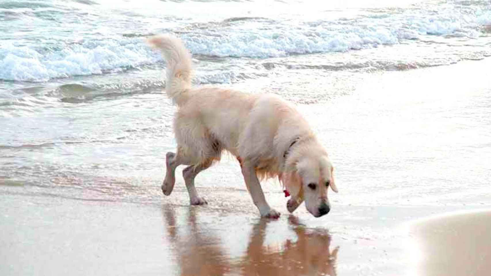 El Ayuntamiento de Barcelona habilitará una playa para perros este verano.