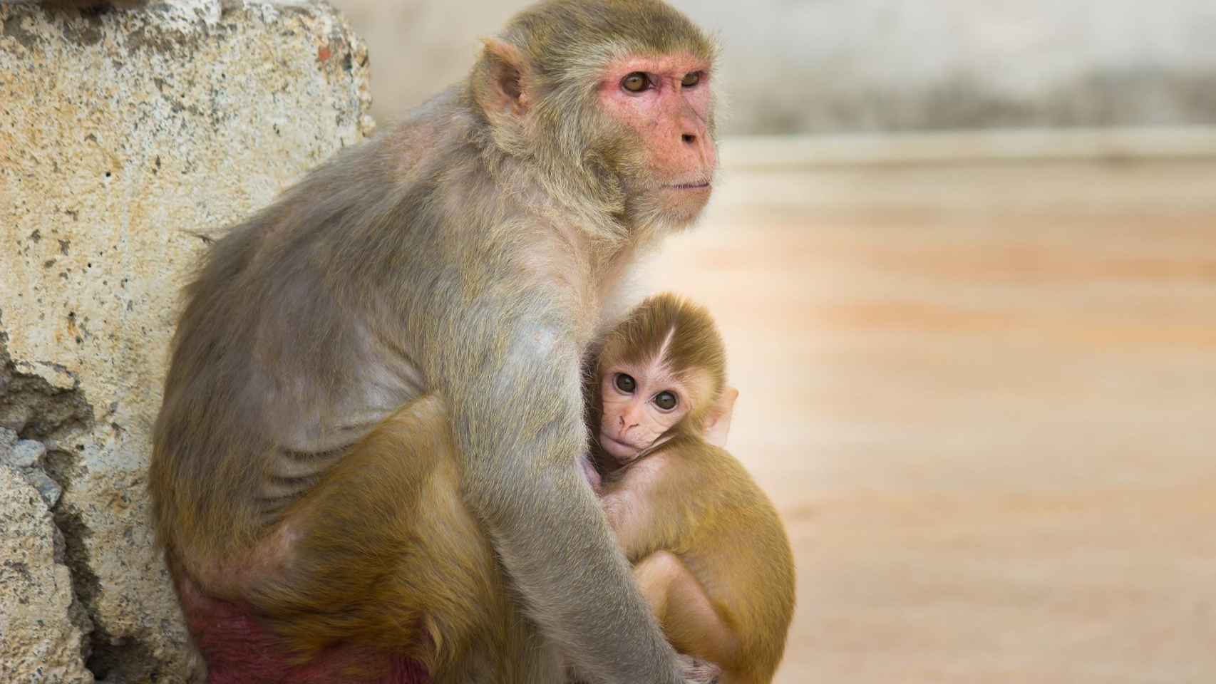 Una madre primate y su cría, de la especie de monos 'rhesus' / CG