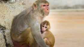Una madre primate y su cría, de la especie de monos 'rhesus' / CG