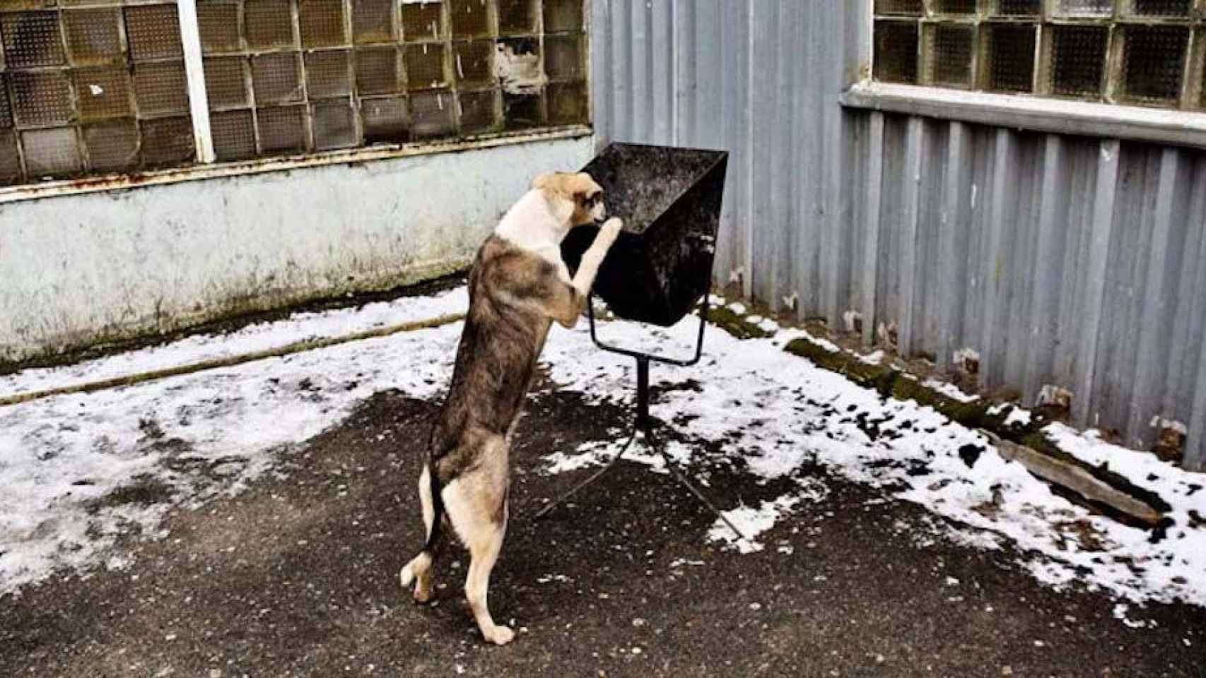 Una foto de archivo de un perro abandonado buscando comida condenados