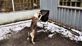 Una foto de archivo de un perro abandonado buscando comida condenados
