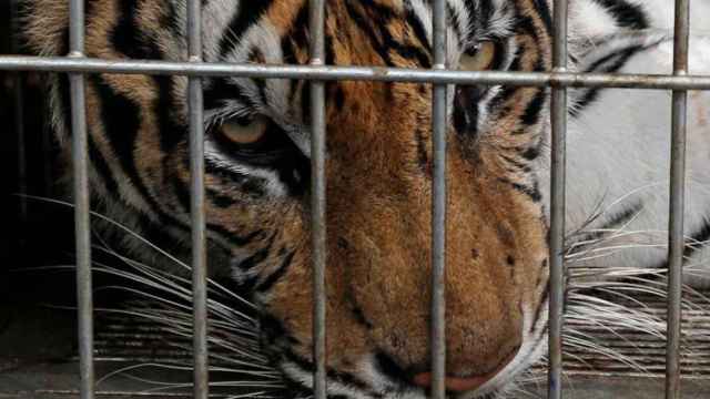 Una foto de archivo de un tigre en una jaula