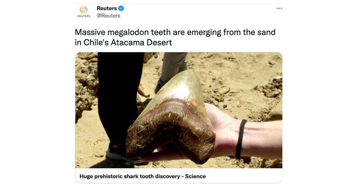 El diente de megalodon hallado / TWITTER