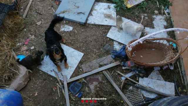 Encuentran dos perros muertos y otros abandonados en el interior de una casa en Vila-Sana (Lleida)