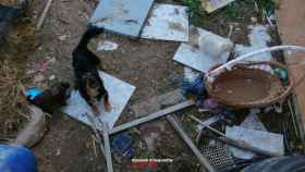 Encuentran dos perros muertos y otros abandonados en el interior de una casa en Vila-Sana (Lleida)