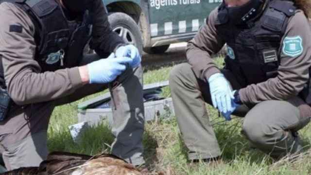 Agentes rurales toman muestras de un animal muerto en un área privada de caza de Verdú / EP