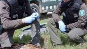 Agentes rurales toman muestras de un animal muerto en un área privada de caza de Verdú / EP