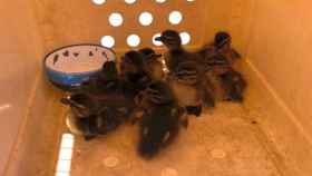 Crías de pato rescatadas de una alcantarilla de Barcelona / BCN BOMBERS