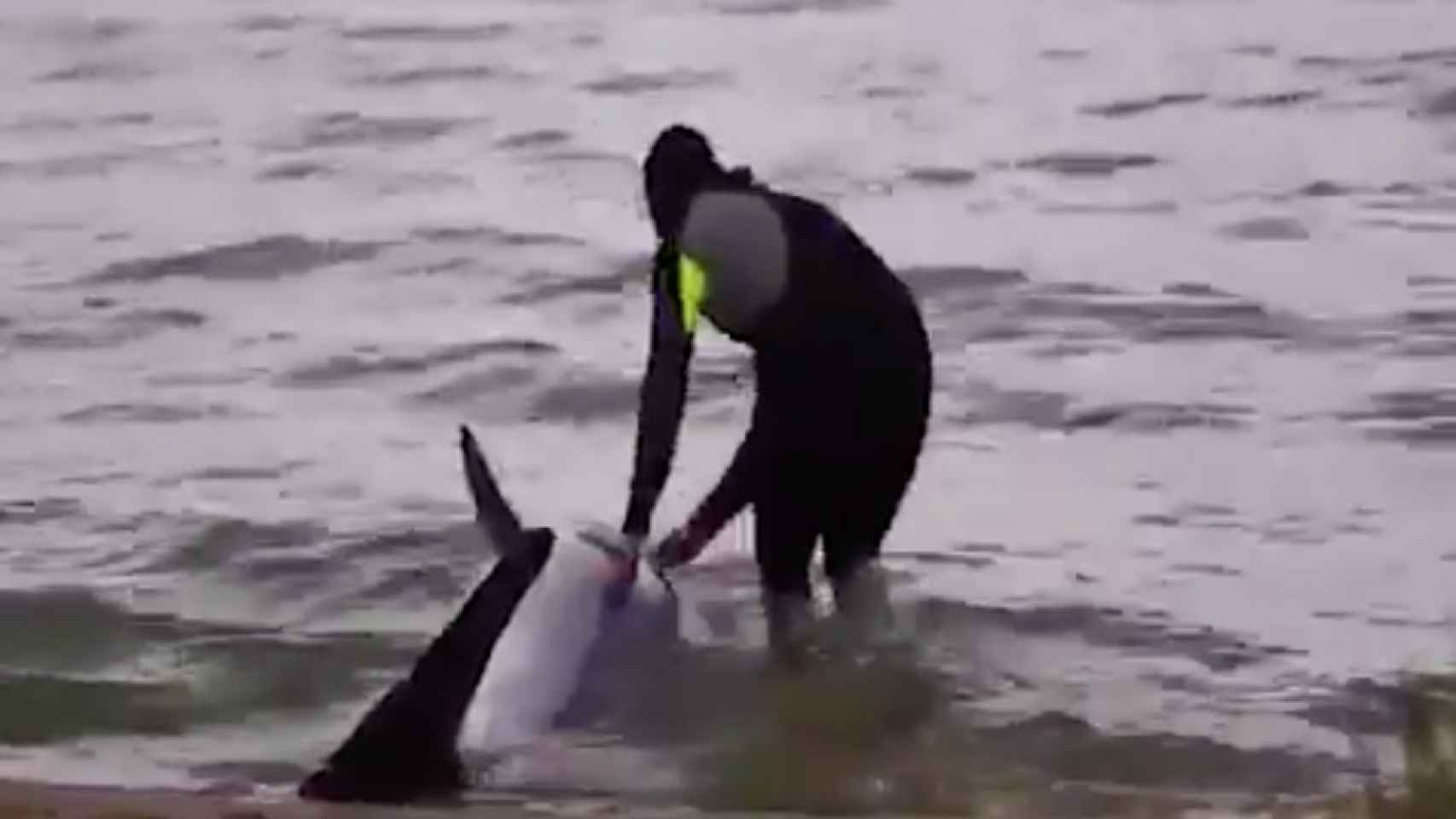Rescatan un delfín en la playa de Delta de l'Ebre