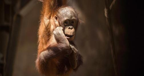 Un bebé orangután, ¡qué tierno!