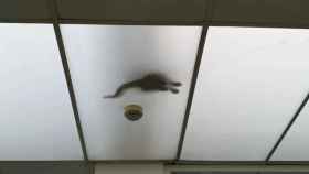 El Hospital de Móstoles tiene un problema con los gatos callejeros: “caen literalmente del techo”