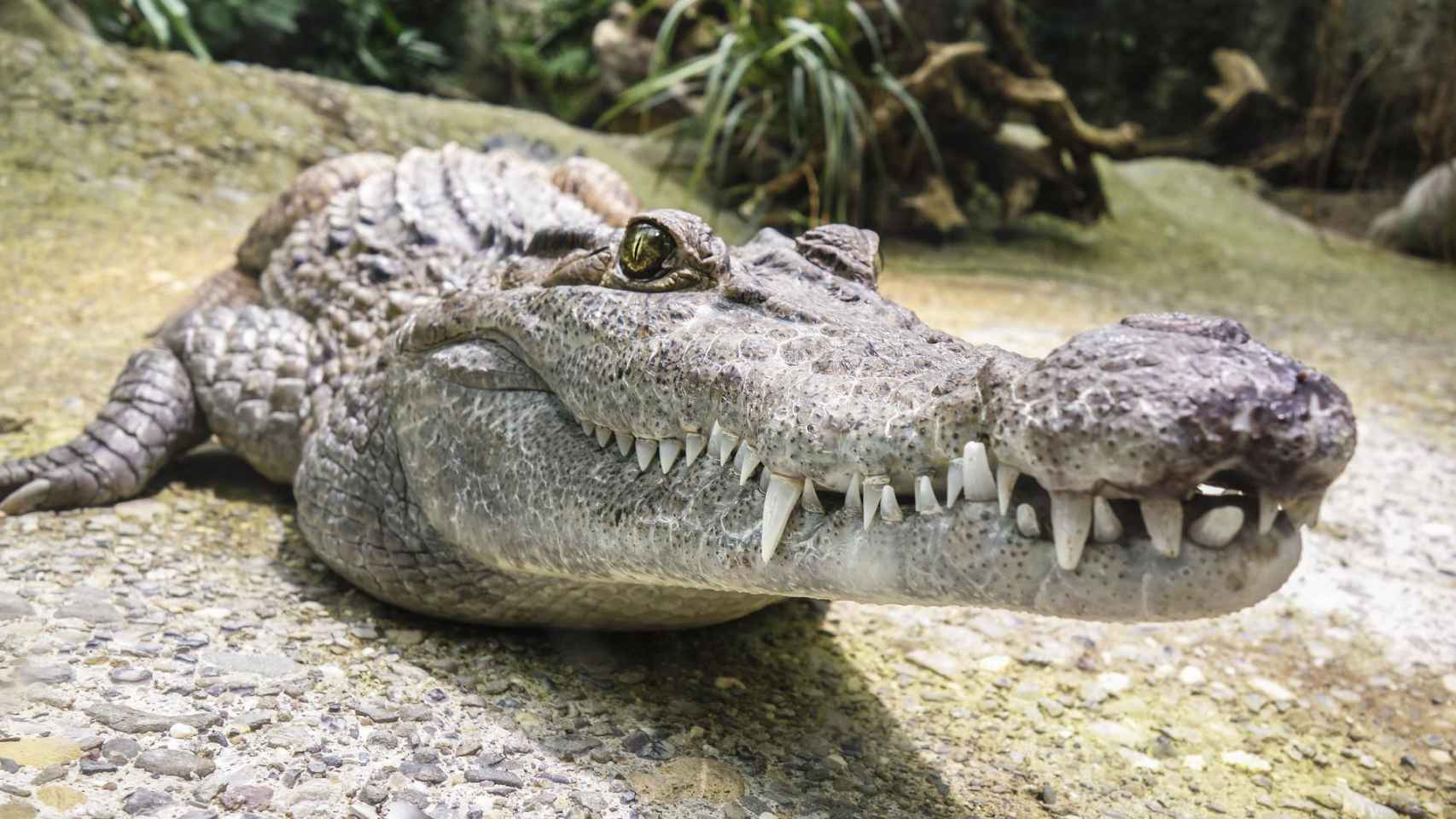 Hallan una nueva especie de cocodrilo africano