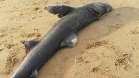 El espécimen de tiburón peregrino que ha aparecido muerto en una playa de Cádiz / CÁDIZ EN RED