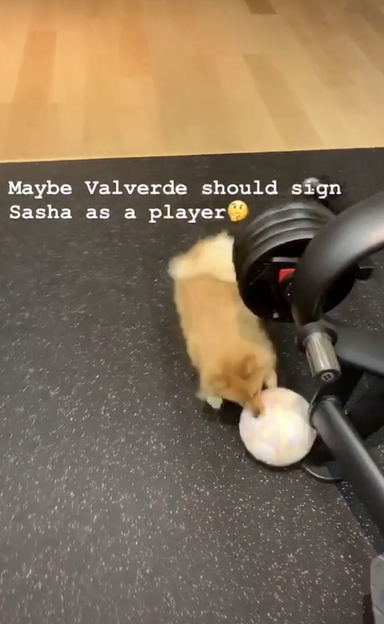 Una foto del mensaje de Nadia Avilés a Ernesto Valverde a través de su perro Sasha / Instagram