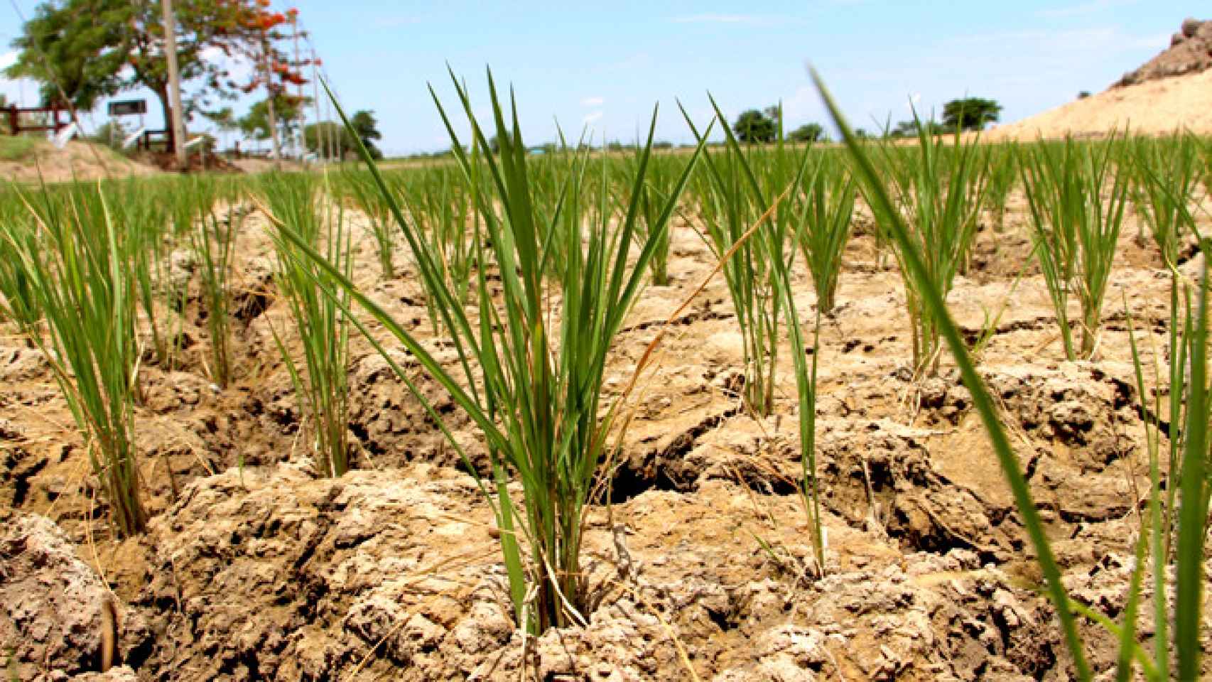 Efectos de la sequía en un campo