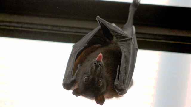 Un murciélago, animal origen del coronavirus, saca la lengua / CG