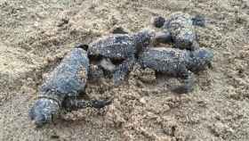 Varios ejemplares de tortuga boba nacidos en la playa de Cambrils / TERRITORICAT