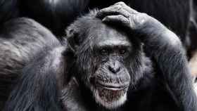 Un mono chimpancé se echa las manos a la cabeza